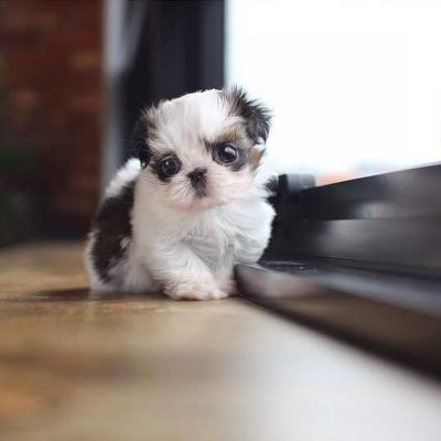 Teacup Shih Tzu on the floor by the door