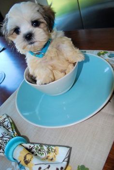 Teacup Shih Tzu on a bowl