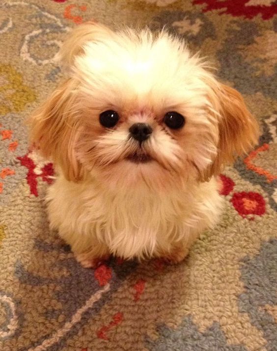 gold Teacup Shih Tzu sitting on the carpet