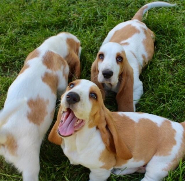 Basset Hound lying on the green grass