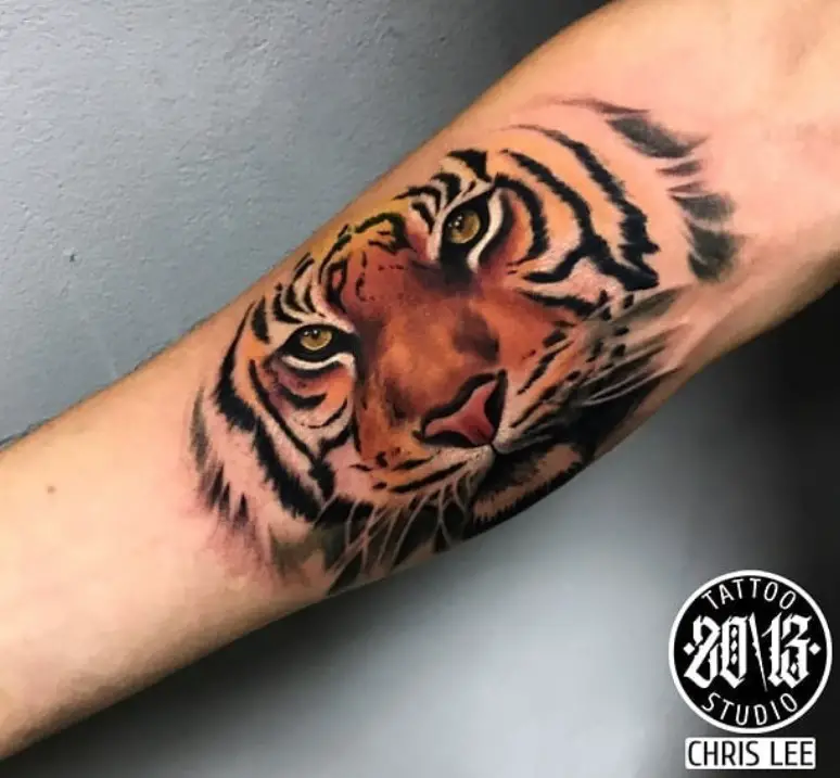 realistic face of a Tiger Tattoo on the forearm of a man