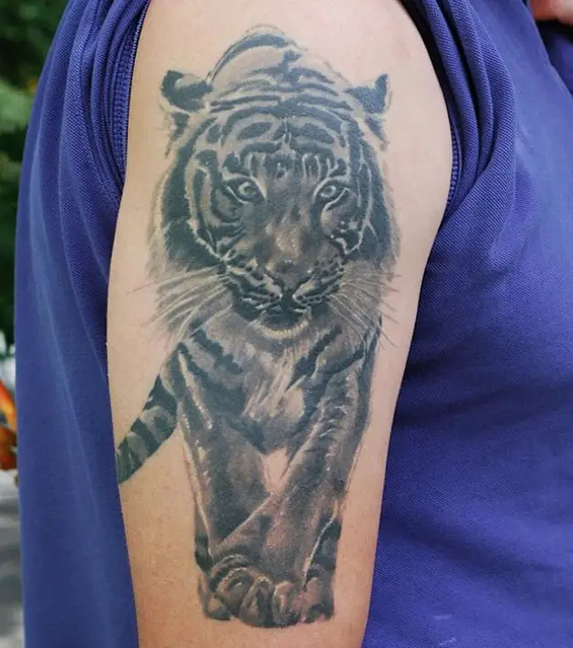 A black and gray walking Tiger Tattoo on the shoulder
