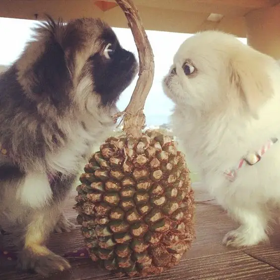 two Pekingese staring standing on the side of a large tree while staring at its branch
