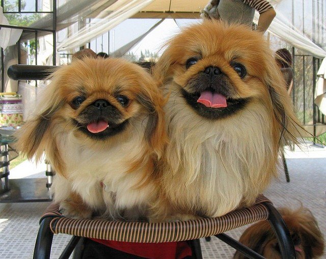 two Pekingese standing on top of the chair while smiling