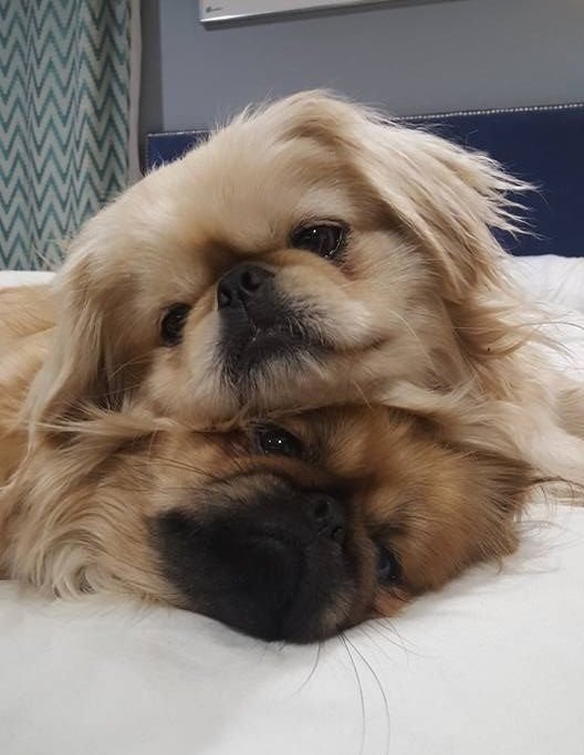 two Pekingese lying on the bed with their heads on top of each other