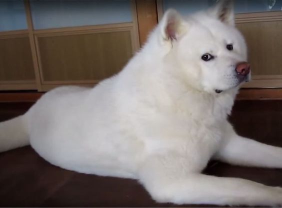 white Akita Inu lying on the floor