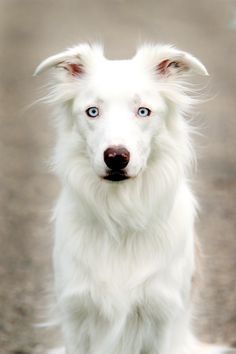 white and glowing Border Collie