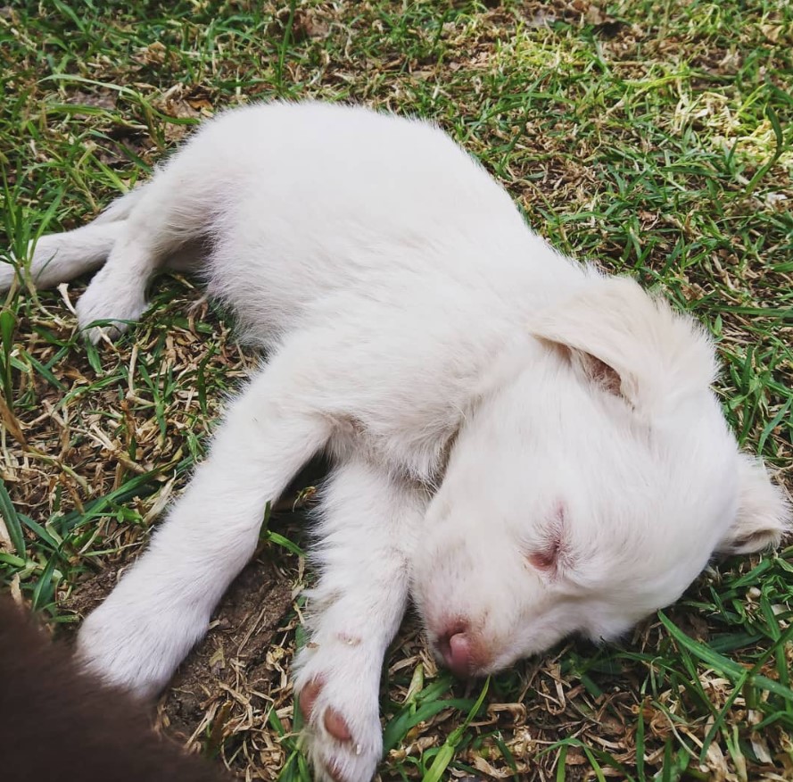 white Border Collie puppy sleeping on the green grass