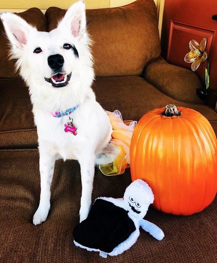 Border Collie on the couch with a pumpkin and its toy