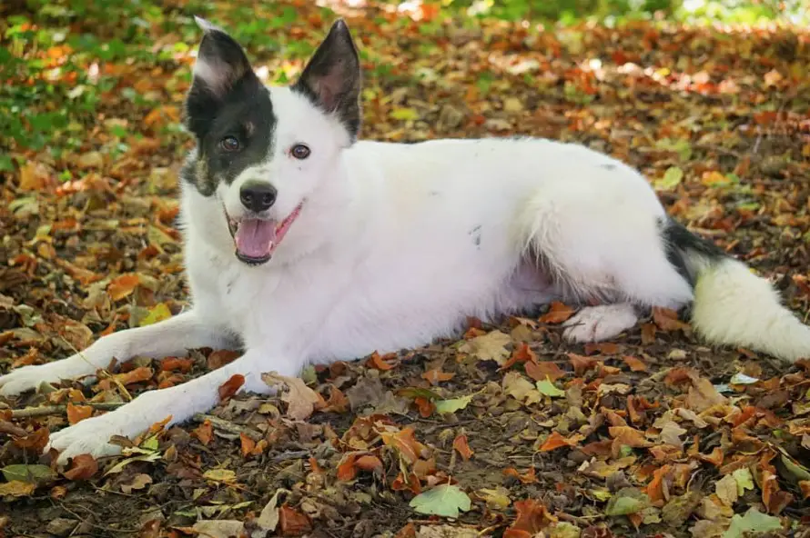 smiling Border Collie lying on the ground