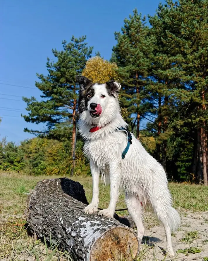 Border Collie standing on a chopped tree trunk