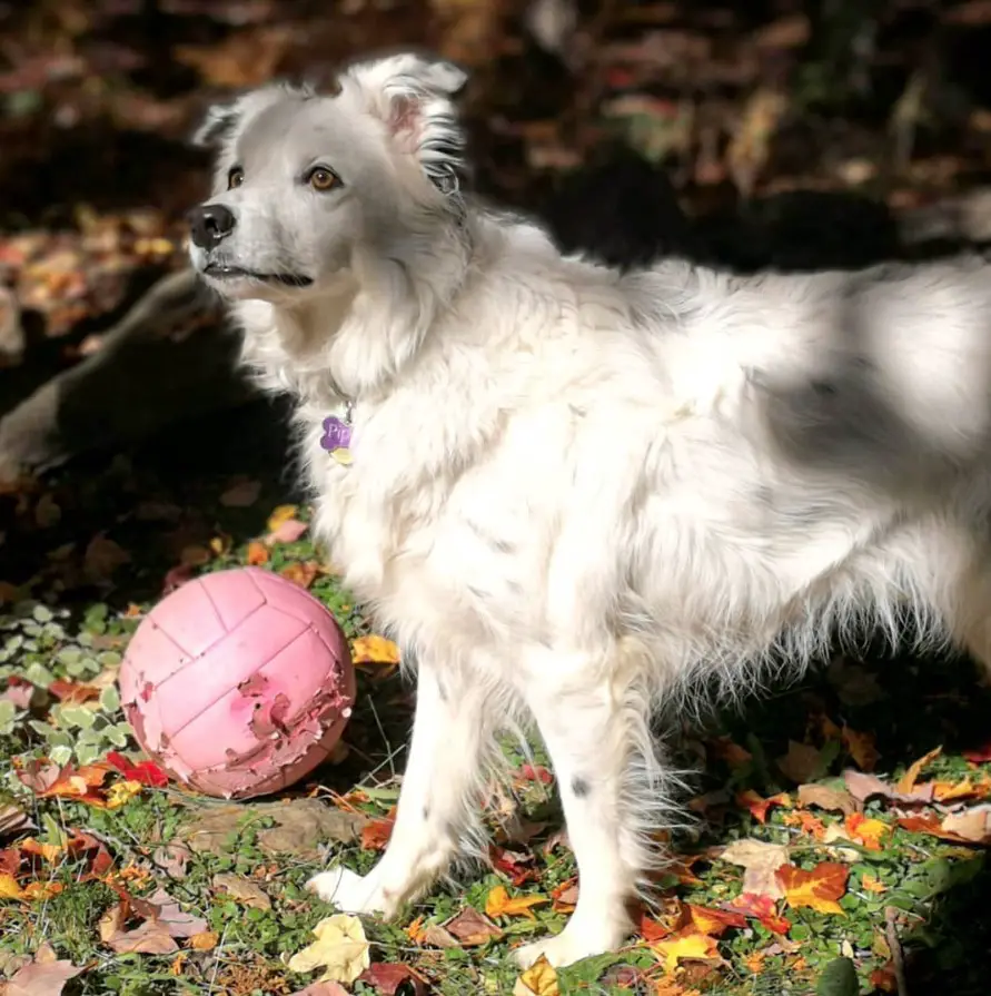 white Border Collie taking a walk in the forest with its pink ball on the ground