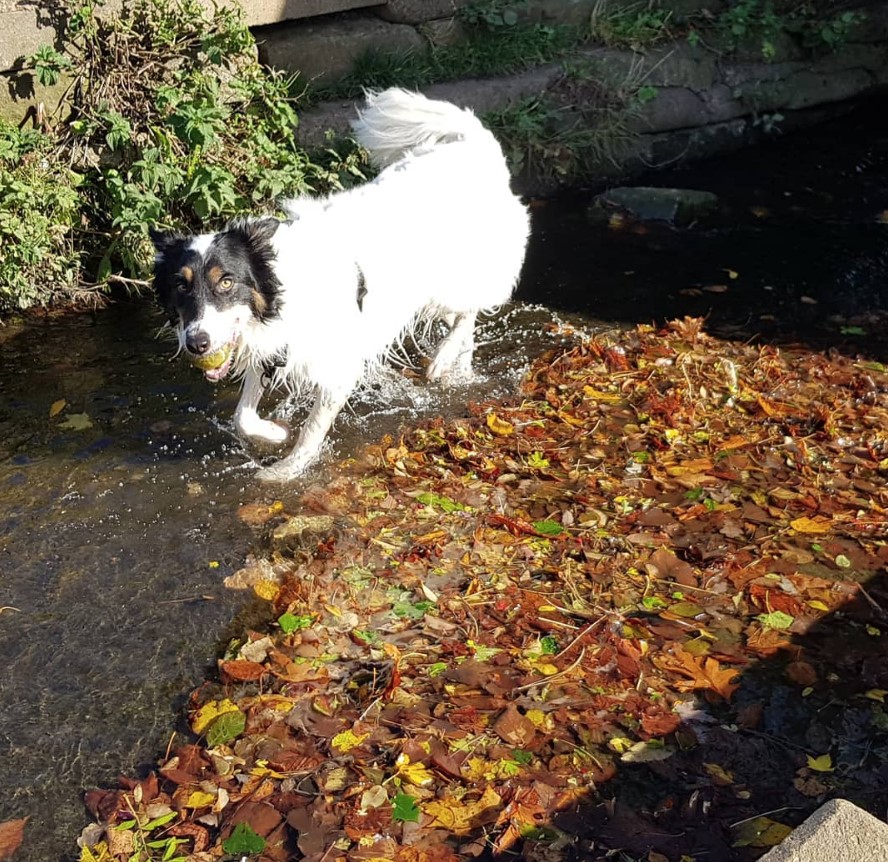 Border Collie walking in the river filled with dried leaves