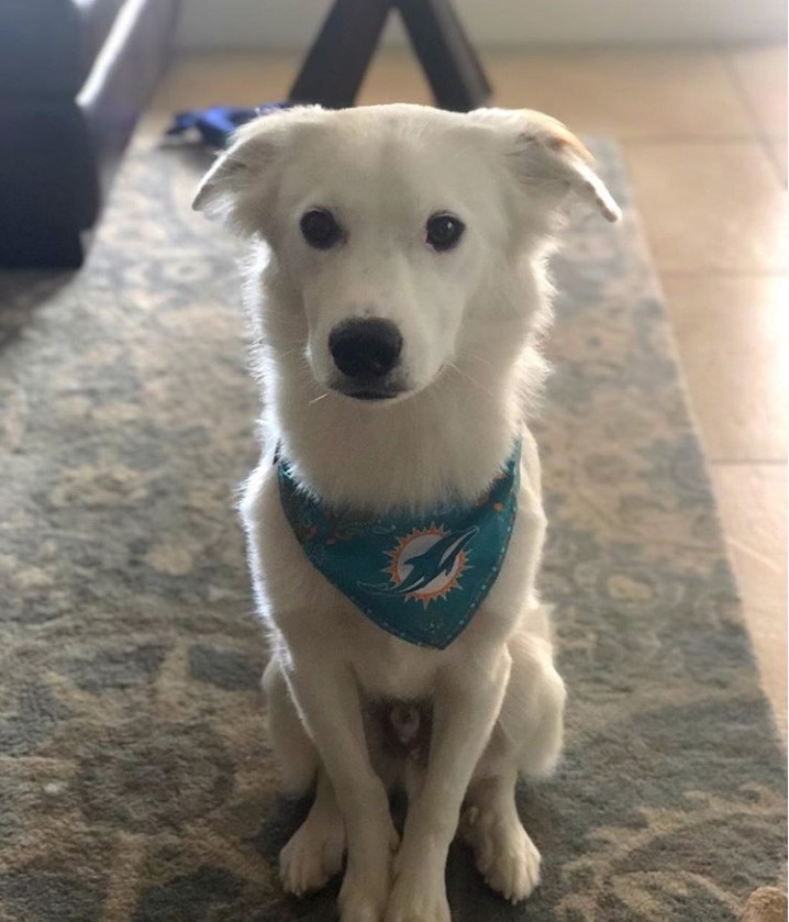 white Border Collie sitting on the carpet