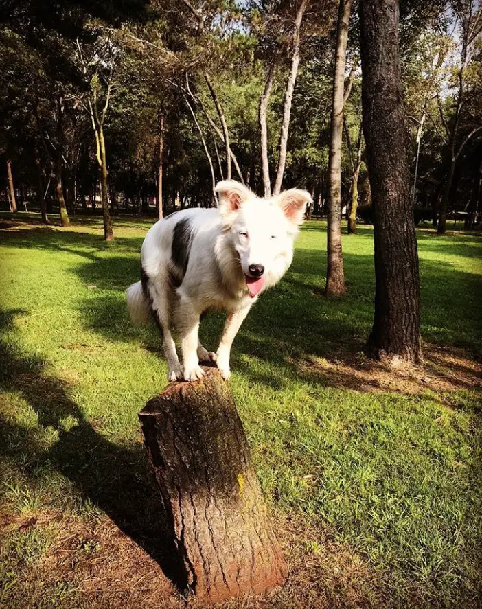 Border Collie standing on top of a chopped tree trunk