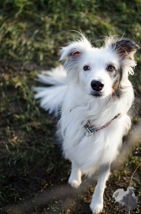 white Border Collie taking a walk