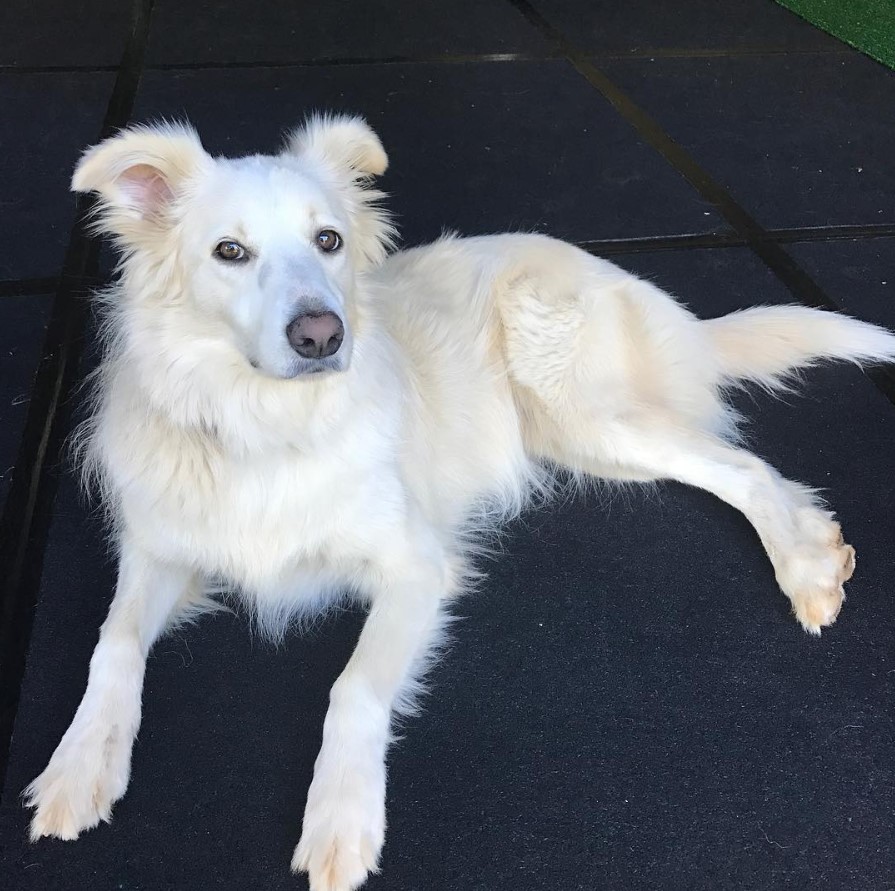 white Border Collie lying on the floor