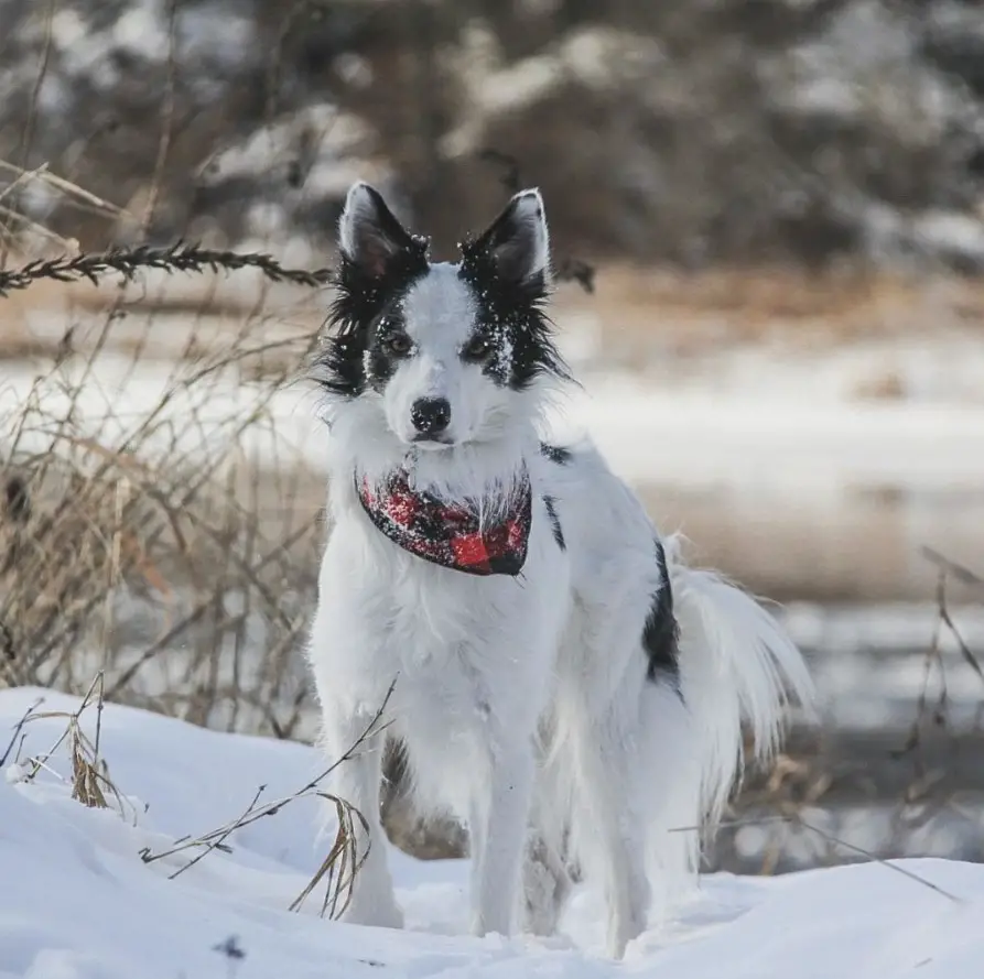Border Collie taking a walk in snow