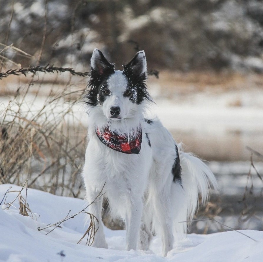 Border Collie taking a walk in snow