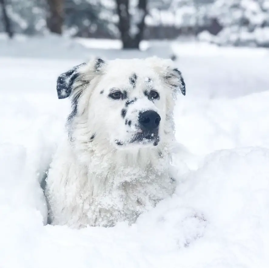 Border Collie submerged in snow