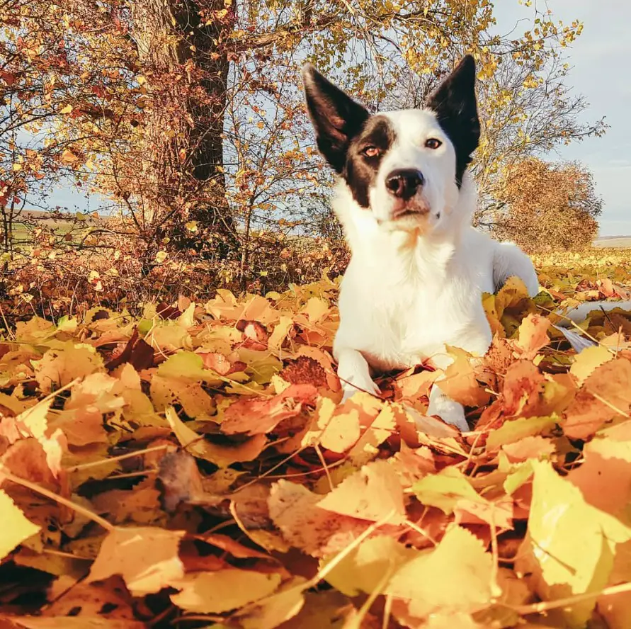 Border Collie in the forest lying on dried leaves