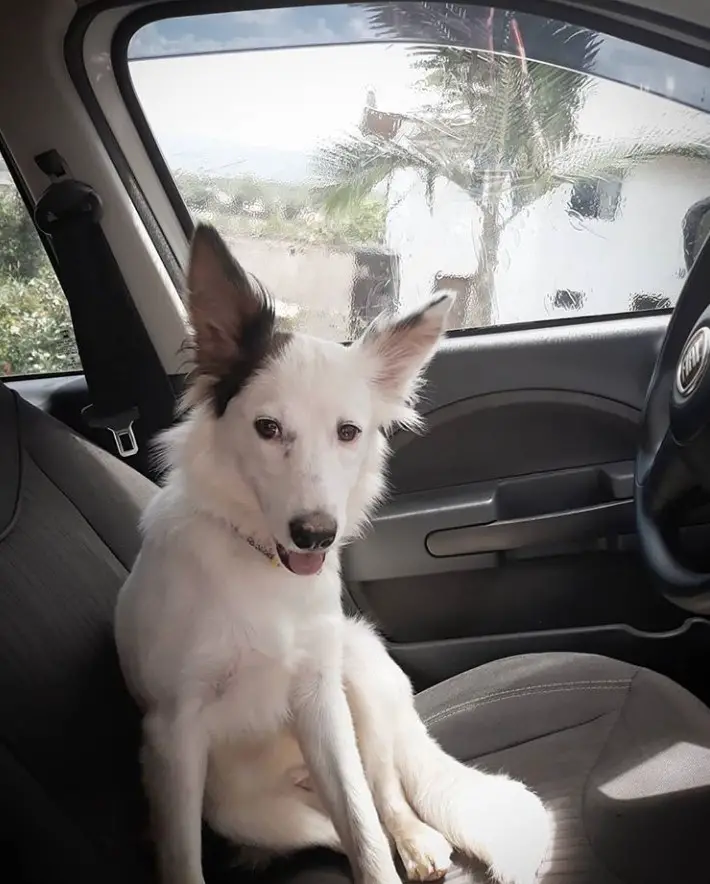Border Collie sitting on the driver's seat inside the car
