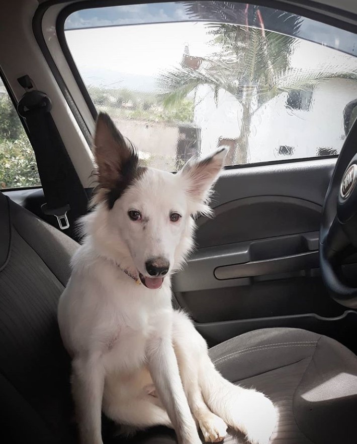 Border Collie sitting on the driver's seat inside the car