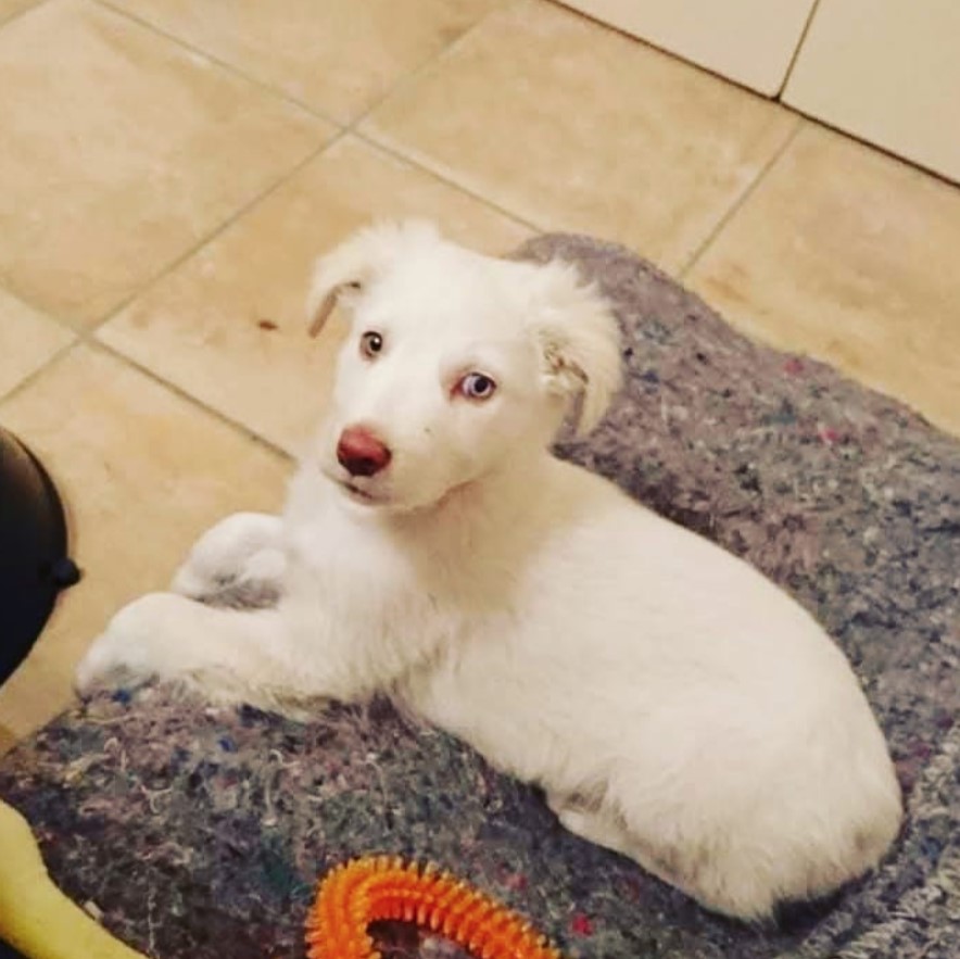 white Border Collie puppy resting on the couch