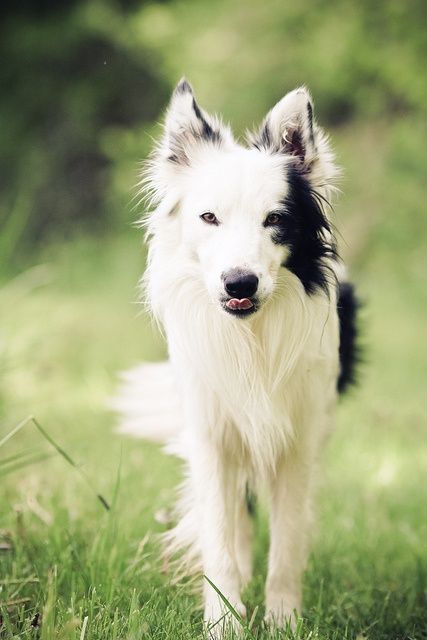 white Border Collie with a little bit of black fur on its side