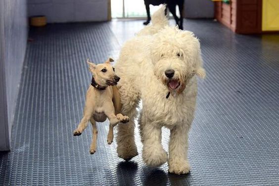 A Goldendoodle walking with another small dog jumping next to him