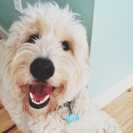 A Goldendoodle sitting on the floor while smiling