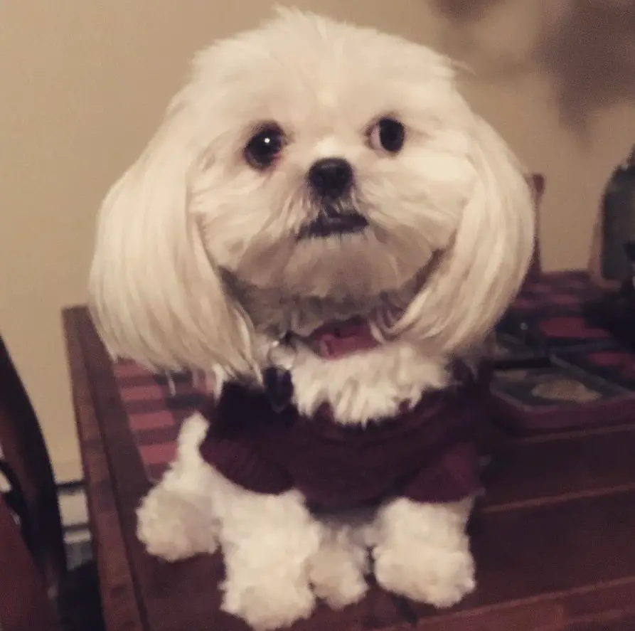A white shih tzu sitting on top of the table
