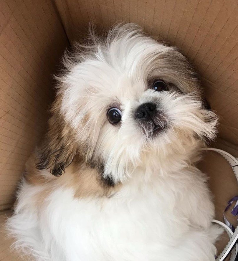 A white shih tzu lying inside the cardboard box