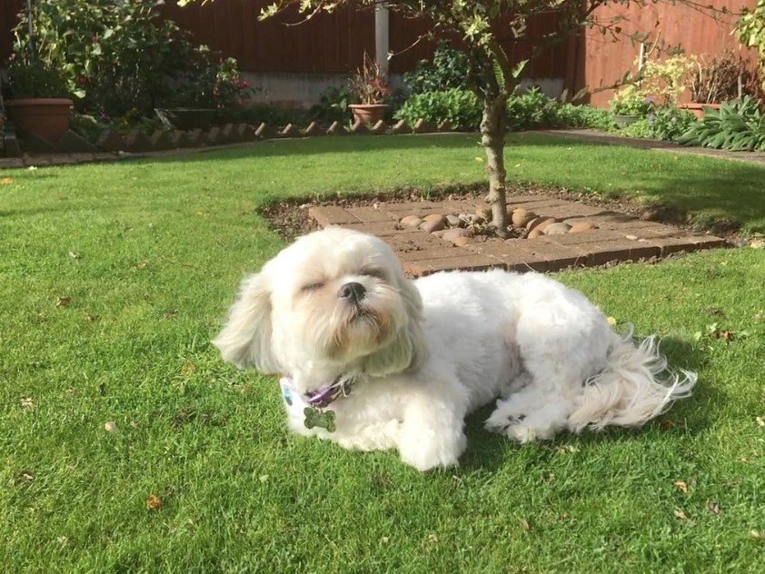 A white shih tzu lying in the yard while under the sun
