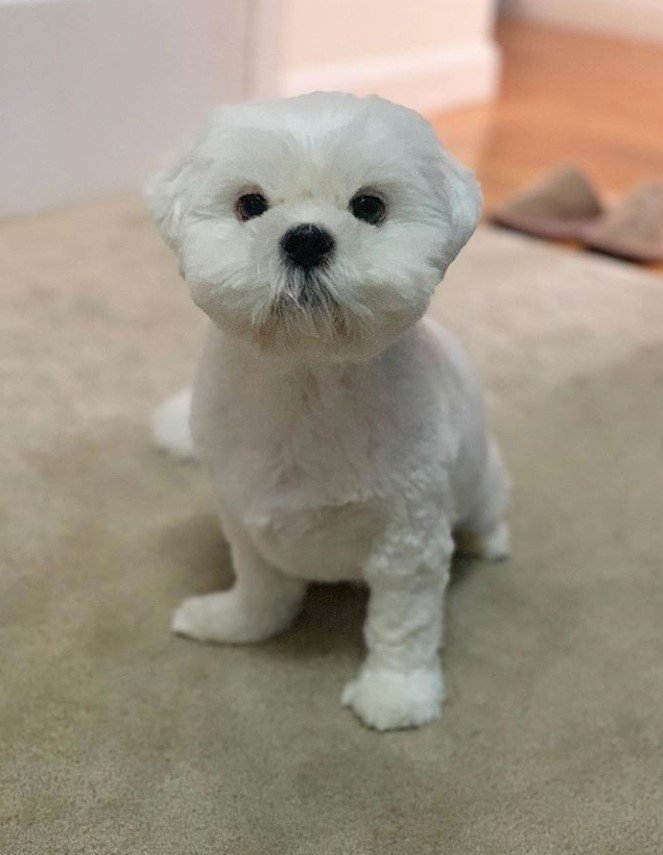 A white shih tzu sitting on the floor