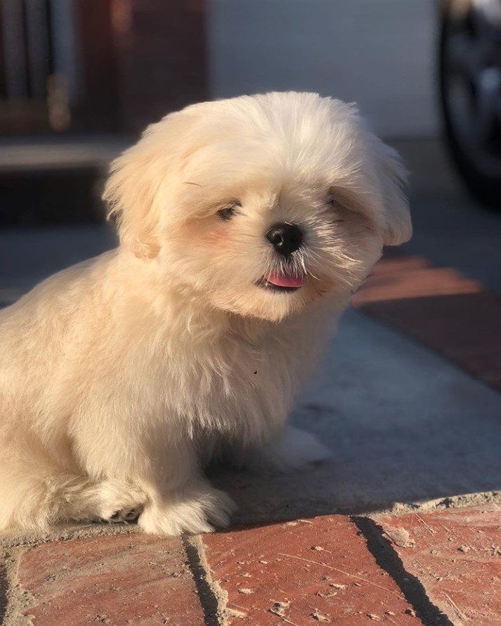 A white shih tzu sitting outdoors under the sun