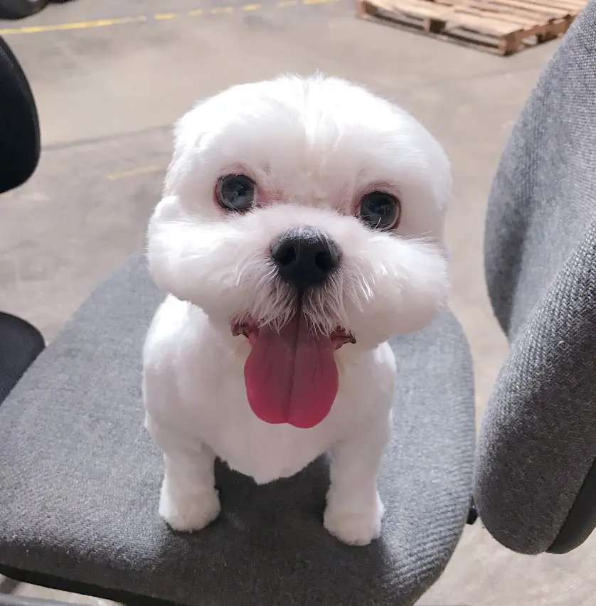 A white shih tzu sitting on the chair with its tongue out