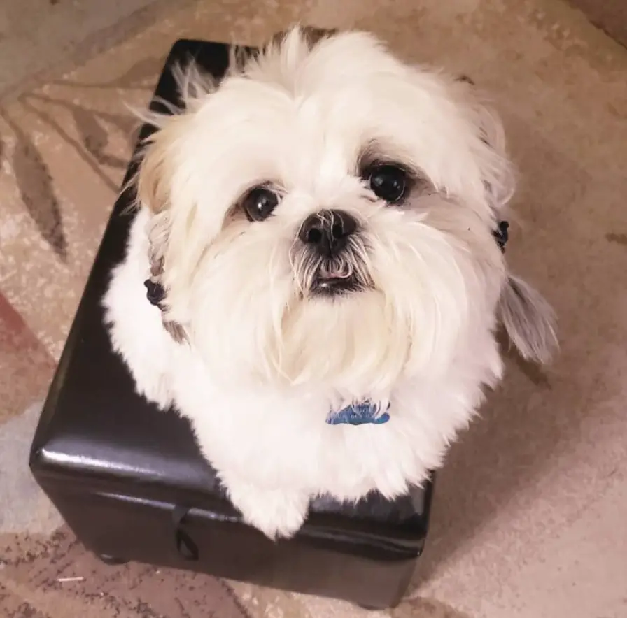 A white shih tzu sitting on the chair