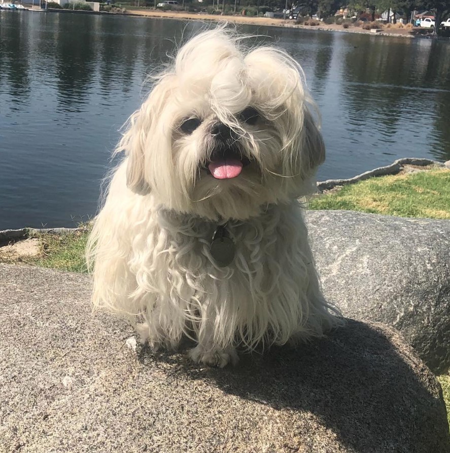 A white shih tzu sitting on top of the lake by the lake