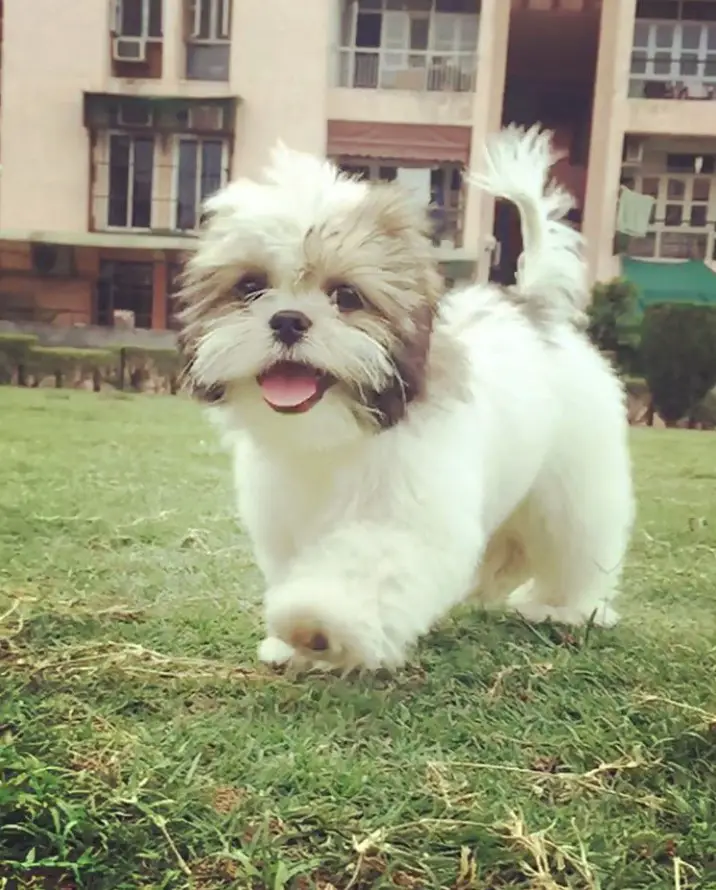 A white shih tzu walking in the grass while smiling