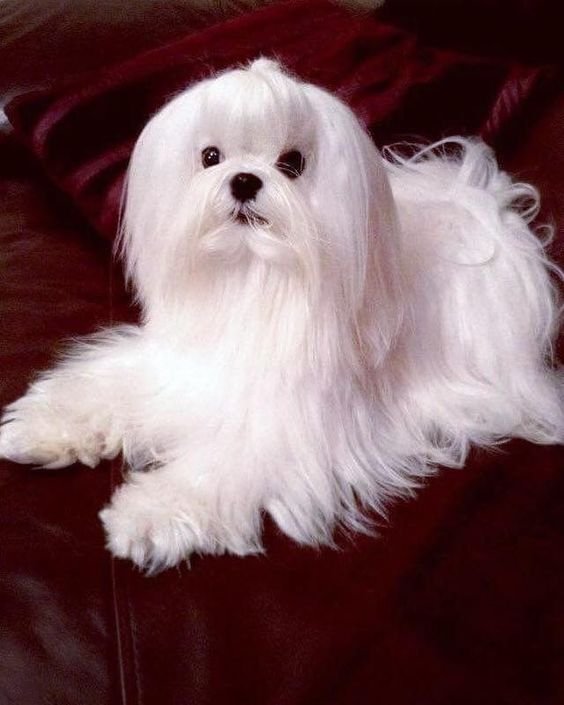 A white shih tzu lying on the couch