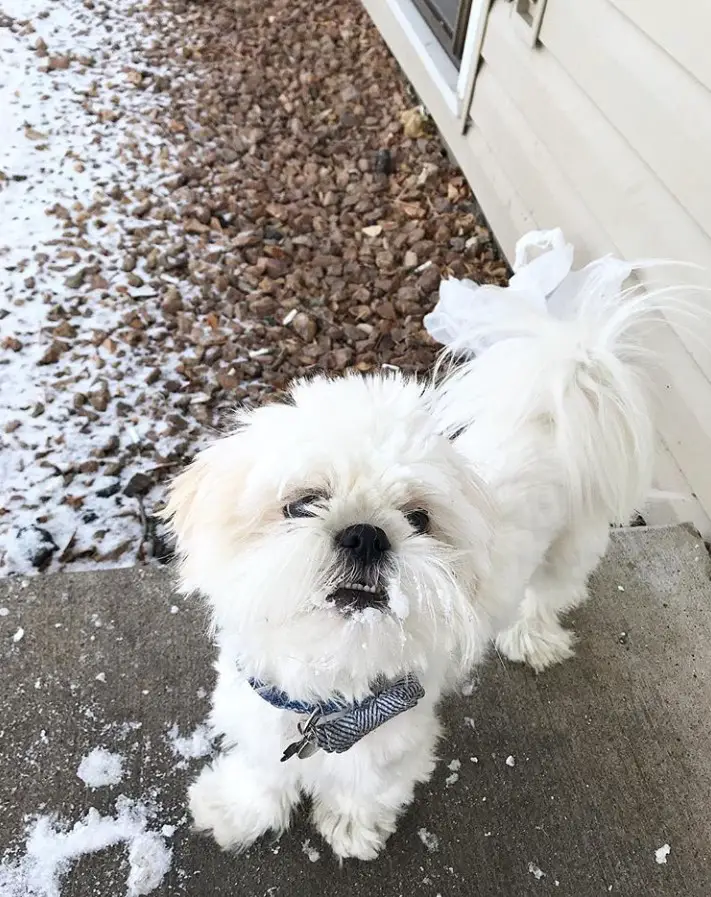 30 Cute Pictures of White Shih Tzus The Paws