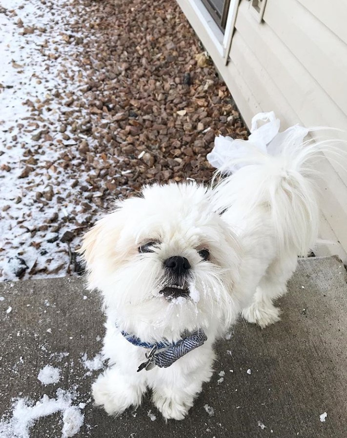 A white shih tzu standing in the front porch