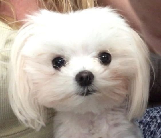 A white shih tzu sitting on the lap of a woman
