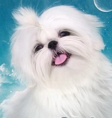 A glowing white shih tzu