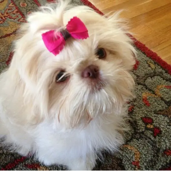 A white shih tzu wearing a pink ribbon while sitting on the carpet