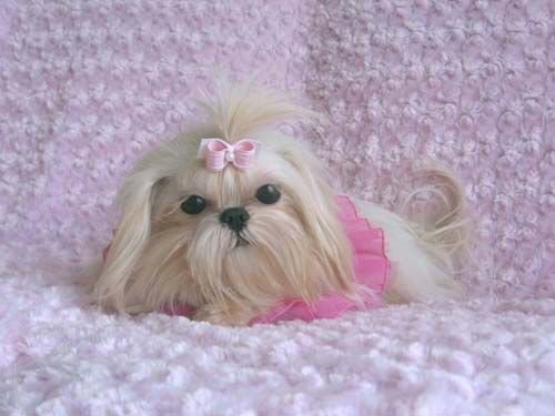 A pretty white shih tzu lying on the couch