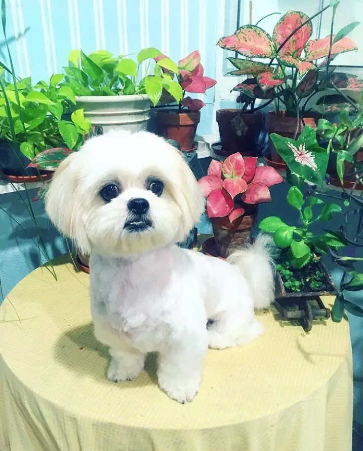 A white shih tzu sitting on top of the table with potted flowers