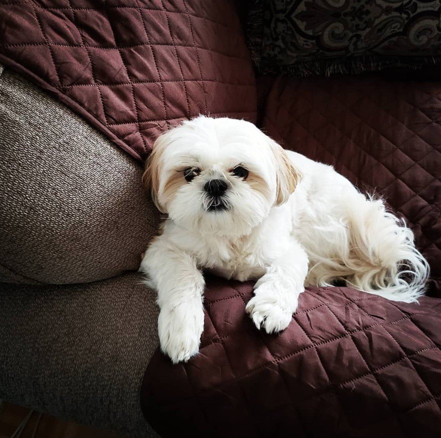 A white shih tzu lying on top of the couch