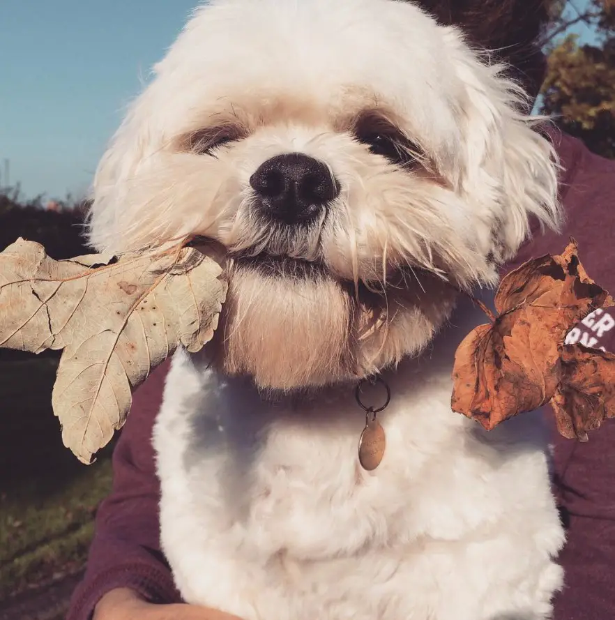 A white shih tzu with dried leaves in its mouth